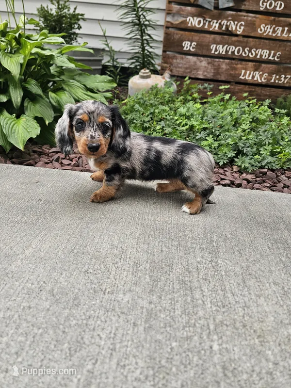 Akc Rose – Miniature Dachshund puppy for sale in Montgomery, IN