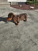 Akc Ollie , a male Miniature Dachshund for sale in Montgomery, IN – 7 of 9