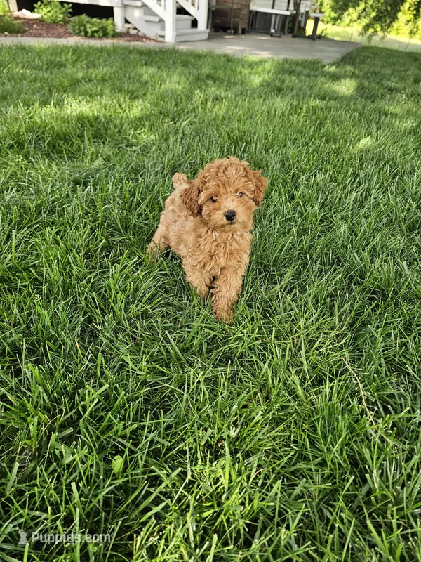 Tonia – Poodle - Toy  puppy for sale in Montgomery, IN