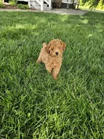 Tonia, a female Poodle - Toy  for sale in Montgomery, IN – 1 of 6