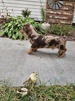 Akc Toby , a male Miniature Dachshund for sale in Montgomery, IN – 5 of 7