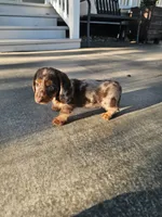 Akc Toby , a male Miniature Dachshund for sale in Montgomery, IN – 3 of 8