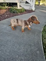 Akc Tucker , a male Miniature Dachshund for sale in Montgomery, IN – 5 of 7