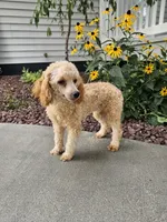 Hazel , a female Poodle - Toy  for sale in Montgomery, IN – 1 of 6