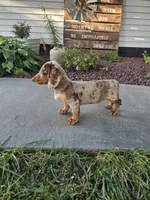 Akc Tucker , a male Miniature Dachshund for sale in Montgomery, IN – 2 of 7