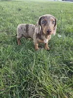Akc Tucker , a male Miniature Dachshund for sale in Montgomery, IN – 6 of 7