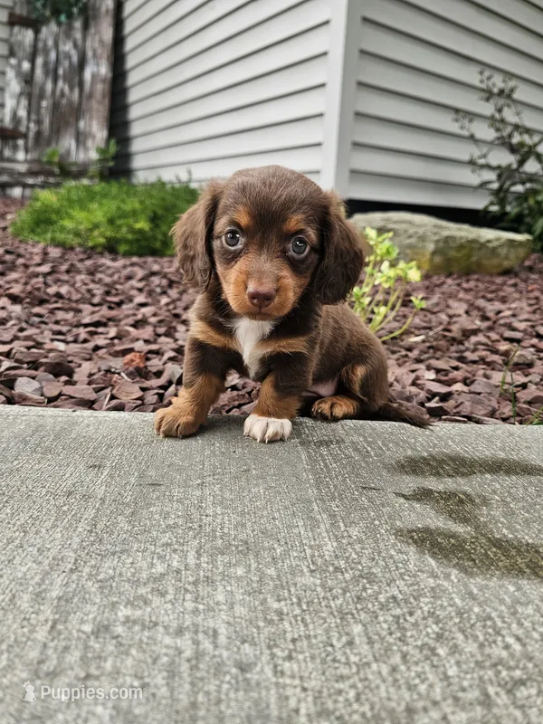 Akc Izzy  – Miniature Dachshund puppy for sale in Montgomery, IN
