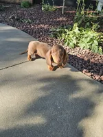 Akc Ollie , a male Miniature Dachshund for sale in Montgomery, IN – 8 of 9