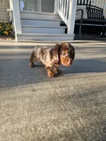 Akc Toby , a male Miniature Dachshund for sale in Montgomery, IN – 5 of 8