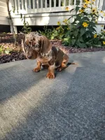Akc Bailey , a female Miniature Dachshund for sale in Montgomery, IN – 8 of 8