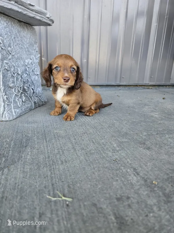 Akc Dixie  – Miniature Dachshund puppy for sale in Montgomery, IN