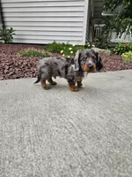 Akc Quinn , a male Miniature Dachshund for sale in Montgomery, IN – 1 of 7