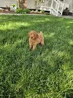 Tasha , a female Poodle - Toy  for sale in Montgomery, IN – 6 of 6