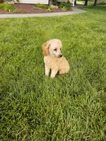 Hazel , a female Poodle - Toy  for sale in Montgomery, IN – 5 of 6