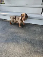 Akc Tucker , a male Miniature Dachshund for sale in Montgomery, IN – 3 of 7