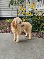 Hazel , a female Poodle - Toy  for sale in Montgomery, IN – 4 of 6