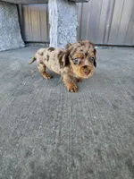 Akc Molly , a female Miniature Dachshund for sale in Montgomery, IN – 5 of 9
