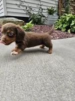 Akc Izzy , a female Miniature Dachshund for sale in Montgomery, IN – 8 of 8