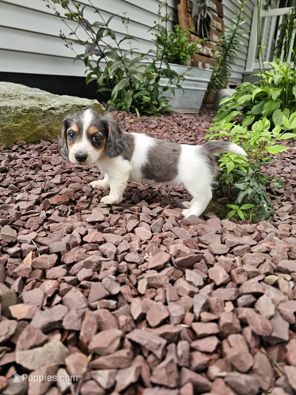 Akc Ian  – Miniature Dachshund puppy for sale in Montgomery, IN