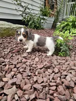 Akc Ian , a male Miniature Dachshund for sale in Montgomery, IN – 1 of 8