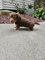 Akc Izzy , a female Miniature Dachshund for sale in Montgomery, IN – 5 of 8