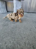 Akc Molly , a female Miniature Dachshund for sale in Montgomery, IN – 7 of 9
