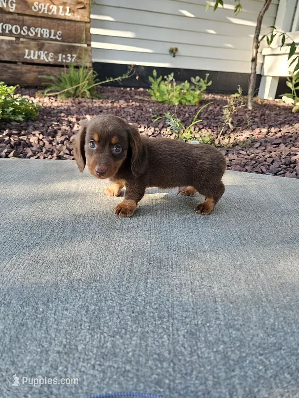 Akc Ollie  – Miniature Dachshund puppy for sale in Montgomery, IN