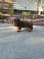 Akc Ollie , a male Miniature Dachshund for sale in Montgomery, IN – 1 of 8