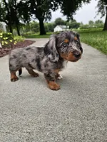 Akc Quinn , a male Miniature Dachshund for sale in Montgomery, IN – 2 of 7