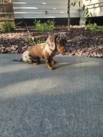 Akc Bailey , a female Miniature Dachshund for sale in Montgomery, IN – 5 of 8