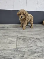 Daisy, a female Poodle - Toy  for sale in Montgomery, IN – Photo 1 of 9