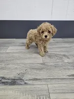 Daisy, a female Poodle - Toy  for sale in Montgomery, IN – Photo 8 of 9