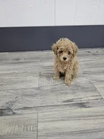 Daisy, a female Poodle - Toy  for sale in Montgomery, IN – Photo 6 of 9