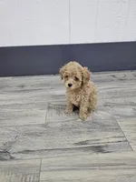 Daisy, a female Poodle - Toy  for sale in Montgomery, IN – Photo 2 of 9