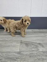 Daisy, a female Poodle - Toy  for sale in Montgomery, IN – Photo 7 of 9