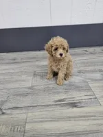 Daisy, a female Poodle - Toy  for sale in Montgomery, IN – Photo 5 of 9