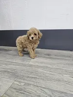 Daisy, a female Poodle - Toy  for sale in Montgomery, IN – Photo 9 of 9