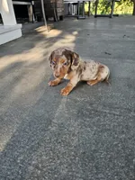 Akc Tucker , a male Miniature Dachshund for sale in Montgomery, IN – 6 of 7