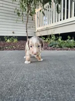 Akc Liby, a female Miniature Dachshund for sale in Montgomery, IN – 6 of 6