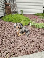 Akc Rose, a female Miniature Dachshund for sale in Montgomery, IN – 3 of 8