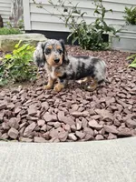 Akc Rose, a female Miniature Dachshund for sale in Montgomery, IN – 2 of 8