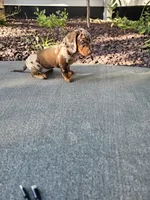 Akc Bailey , a female Miniature Dachshund for sale in Montgomery, IN – 6 of 8