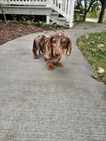 Akc Toby , a male Miniature Dachshund for sale in Montgomery, IN – 6 of 7