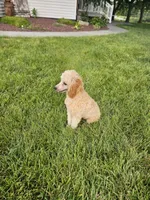 Hazel , a female Poodle - Toy  for sale in Montgomery, IN – 2 of 6