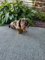 Akc Toby , a male Miniature Dachshund for sale in Montgomery, IN – 8 of 8