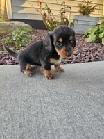Akc Lacy , a female Miniature Dachshund for sale in Montgomery, IN – 4 of 6
