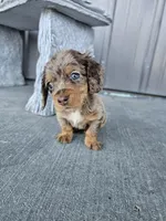 Akc Molly , a female Miniature Dachshund for sale in Montgomery, IN – 2 of 9