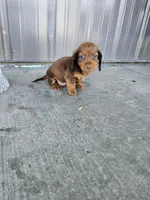 Akc Archie , a male Miniature Dachshund for sale in Montgomery, IN – 8 of 9