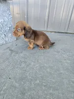 Akc Archie , a male Miniature Dachshund for sale in Montgomery, IN – 4 of 9