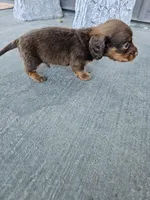 Akc Archie , a male Miniature Dachshund for sale in Montgomery, IN – Photo 8 of 9